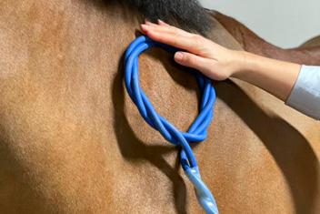 Therapie für Rehapferde